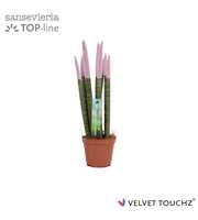 Sansevieria VELVET TOUCHZ® Pastel Paars