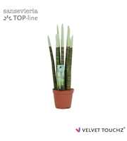 Sansevieria VELVET TOUCHZ® Pastel Groen