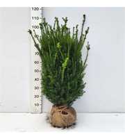 Taxus media Hillii