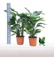 Strelitzia nicolai 6 per pot