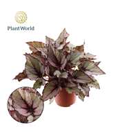 Begonia rex Raindance 12cm