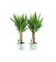 Yucca 25cm Hout 3+ kop in Potcover Bamboo