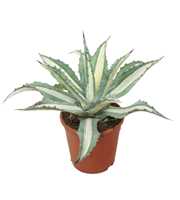 Agave mediopicta alba 17 cm