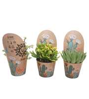 Succulenten mix 12 cm in Ubink potcover