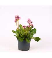 Bergenia Fairytale Romance