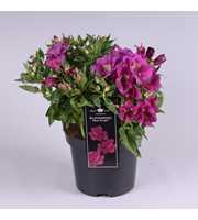 Alstroemeria Premium Purple