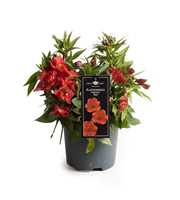 Alstroemeria Premium Red