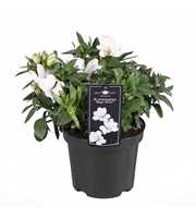 Alstroemeria Premium White