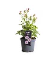 Astrantia premium White