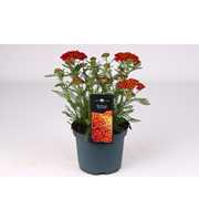 Achillea Vintage Red