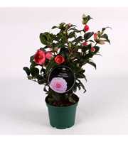 Camellia Pink