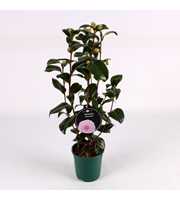 Camellia Pink