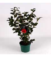 Camellia Red