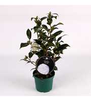 Camellia White