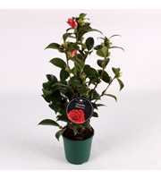 Camellia Red