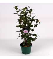 Camellia Pink