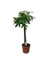 Pachira aquatica - hoogte 150-160