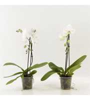 Phalaenopsis Elegant Cascade Unoboga Wit