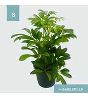Schefflera Arboricola Luseana