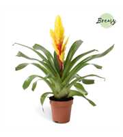 Vriesea Intenso Yellow - FULL CC