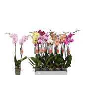 Phalaenopsis 8 color mix, 2-spike 18+