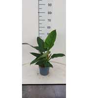 Philodendron Imp. Green P17