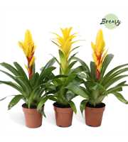 Bromelia Spring