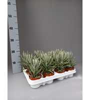 Senecio pyramidatus
