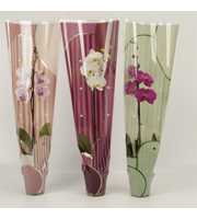 Phalaenopsis gemengd 1 tak gemengd in Leandra hoes