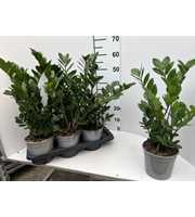 Zamioculcas P17 2/3 veren