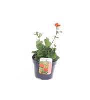 Geum coccineum Tosai
