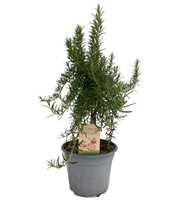 Rosmarinus prostratus "OP STAM"