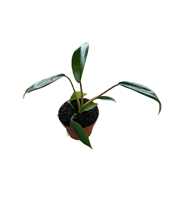 Philodendron Joepii