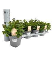 Mentha spicata Maroc