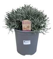 Lavandula angustifolia