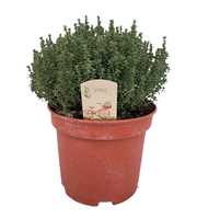 thymus vulgaris Faustini
