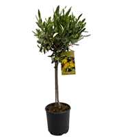 Olea europaea "op stam"