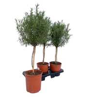 Rosmarinus officinalis "OP STAM"