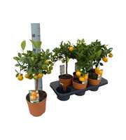 Citrus calamondin "op stam"