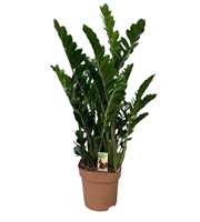 Zamioculcas 12+ veren - hoogte 110-120