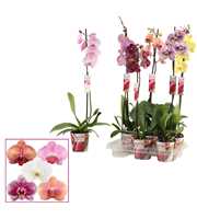 Phalaenopsis 1 tak 9+ mix (Scenza)