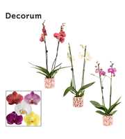Phalaenopsis 2 tak 16+ mix in Julia (Deco-collecti