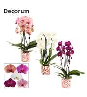 Phalaenopsis cascade 2 tak mix in Julia (Deco-coll