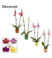 Phalaenopsis 2 tak 16+ mix in Naemi (Natural bubbl