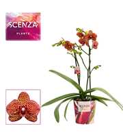 Phalaenopsis multiflora 2 tak Yellow leopard (Scen