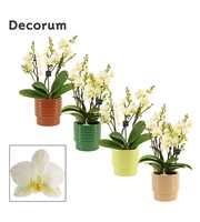 Phalaenopsis dazzling Lausanne 3-4 tak in Naemi (N