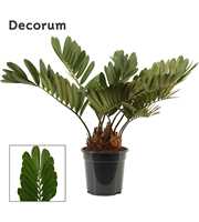 Zamia furfuracea 21 cm (Decorum)