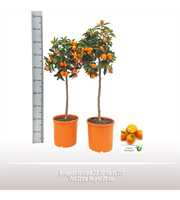 Kumquat op stam