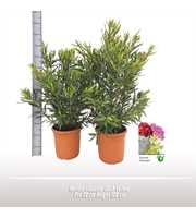 Nerium oleander struik