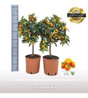 Kumquat op stam